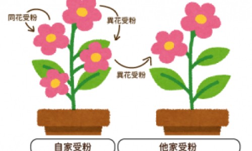 大红豆和红小豆的区别-小红豆 大红豆、大红豆和小红豆的营养价值 -大红豆跟小红豆的功效网